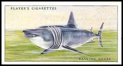 2 Basking Shark